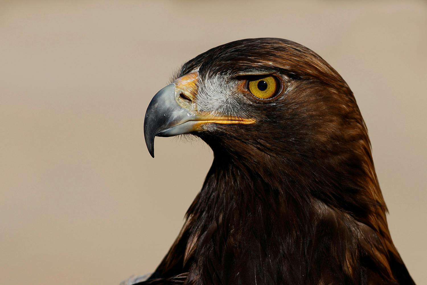 closeup oern bilde fsni1somjbu9rr2mfzxrmg Kongeørn i luften